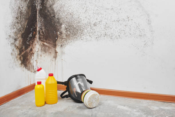 Best Commercial Mold Remediation in Mahnomen, MN