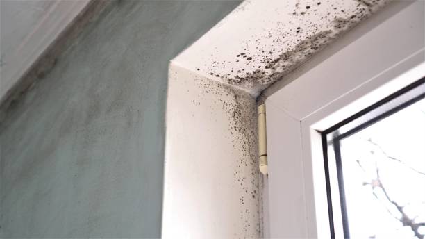 Best Basement Mold Remediation in Mahnomen, MN