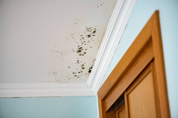 Best Mold Remediation for Specific Building Types in Mahnomen, MN