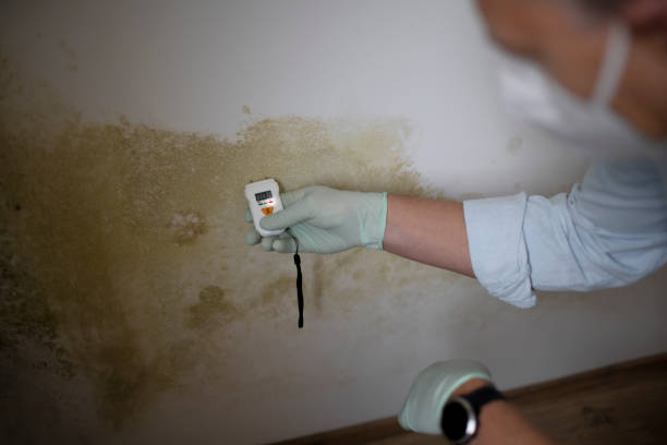 Best Health and Safety Mold Remediation in Mahnomen, MN